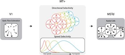 A Dynamic Efficient Sensory Encoding Approach to Adaptive Tuning in Neural Models of Optic Flow Processing